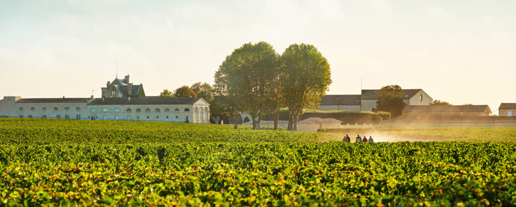 Chateau_Mouton_Rothschild_vue_des_vignes