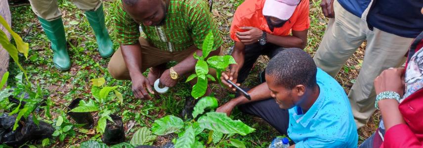 Cocoa Liberia_ agriculture ressources